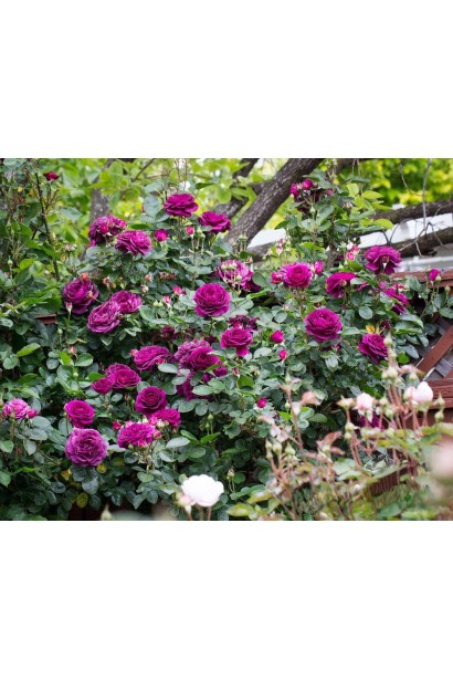 Группа роз Эбб Тайд на клумбе